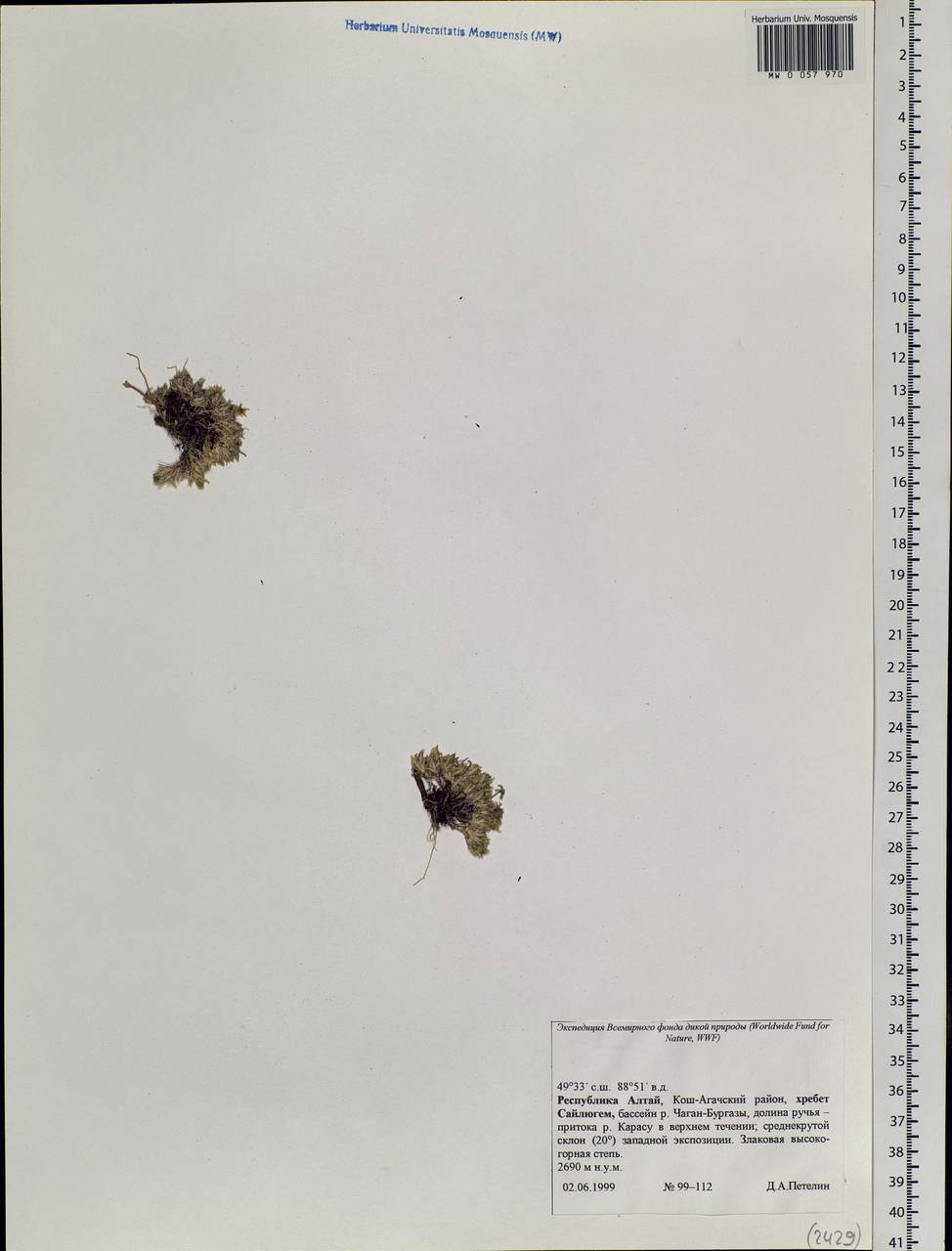 Caryophyllaceae, Siberia, Altai & Sayany Mountains (S2) (Russia)