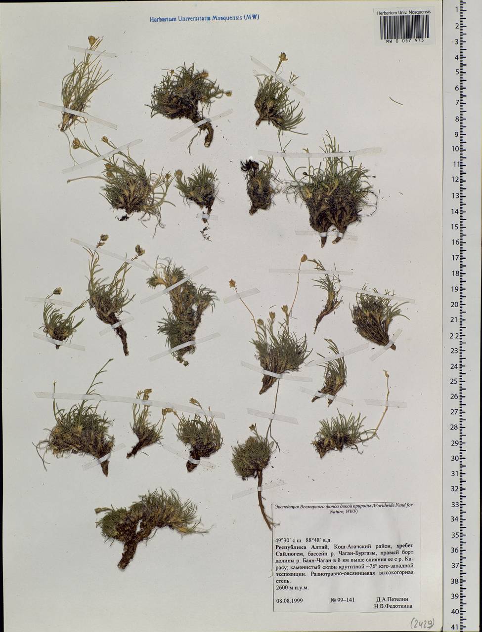 Caryophyllaceae, Siberia, Altai & Sayany Mountains (S2) (Russia)