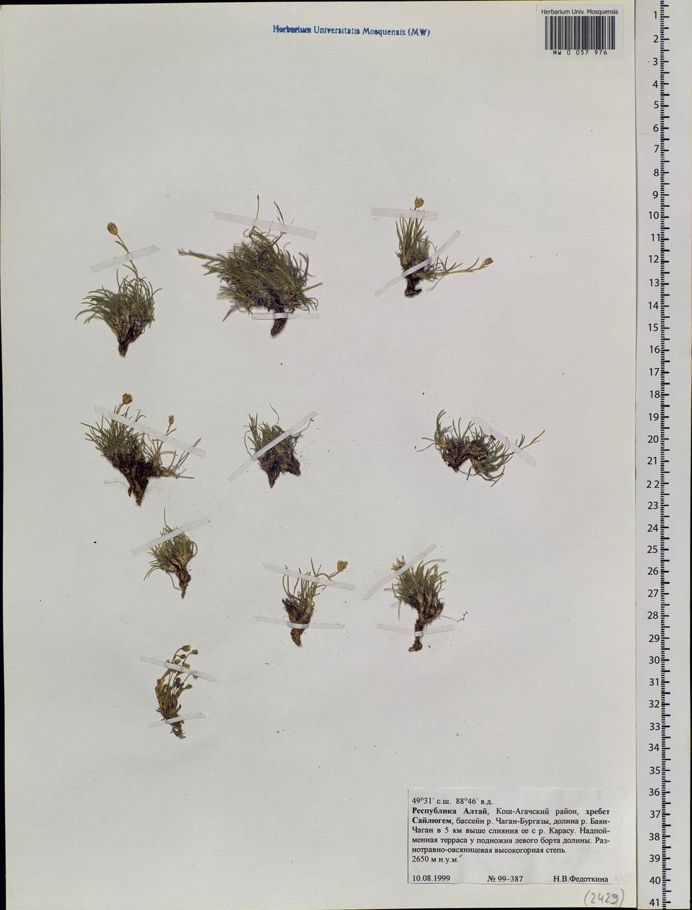 Caryophyllaceae, Siberia, Altai & Sayany Mountains (S2) (Russia)