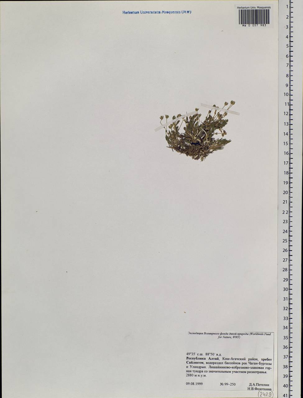 Caryophyllaceae, Siberia, Altai & Sayany Mountains (S2) (Russia)