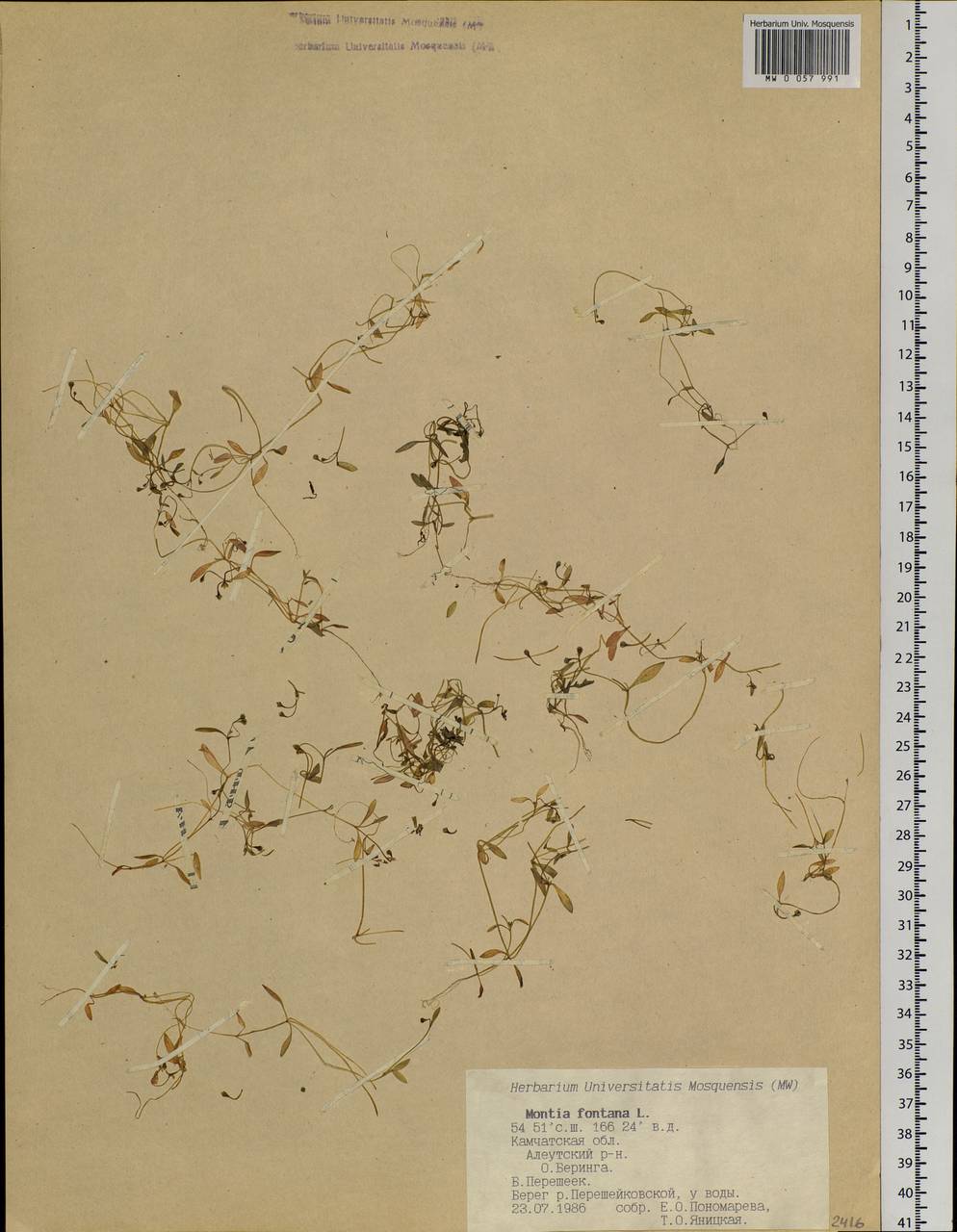 Montia fontana L., Siberia, Chukotka & Kamchatka (S7) (Russia)
