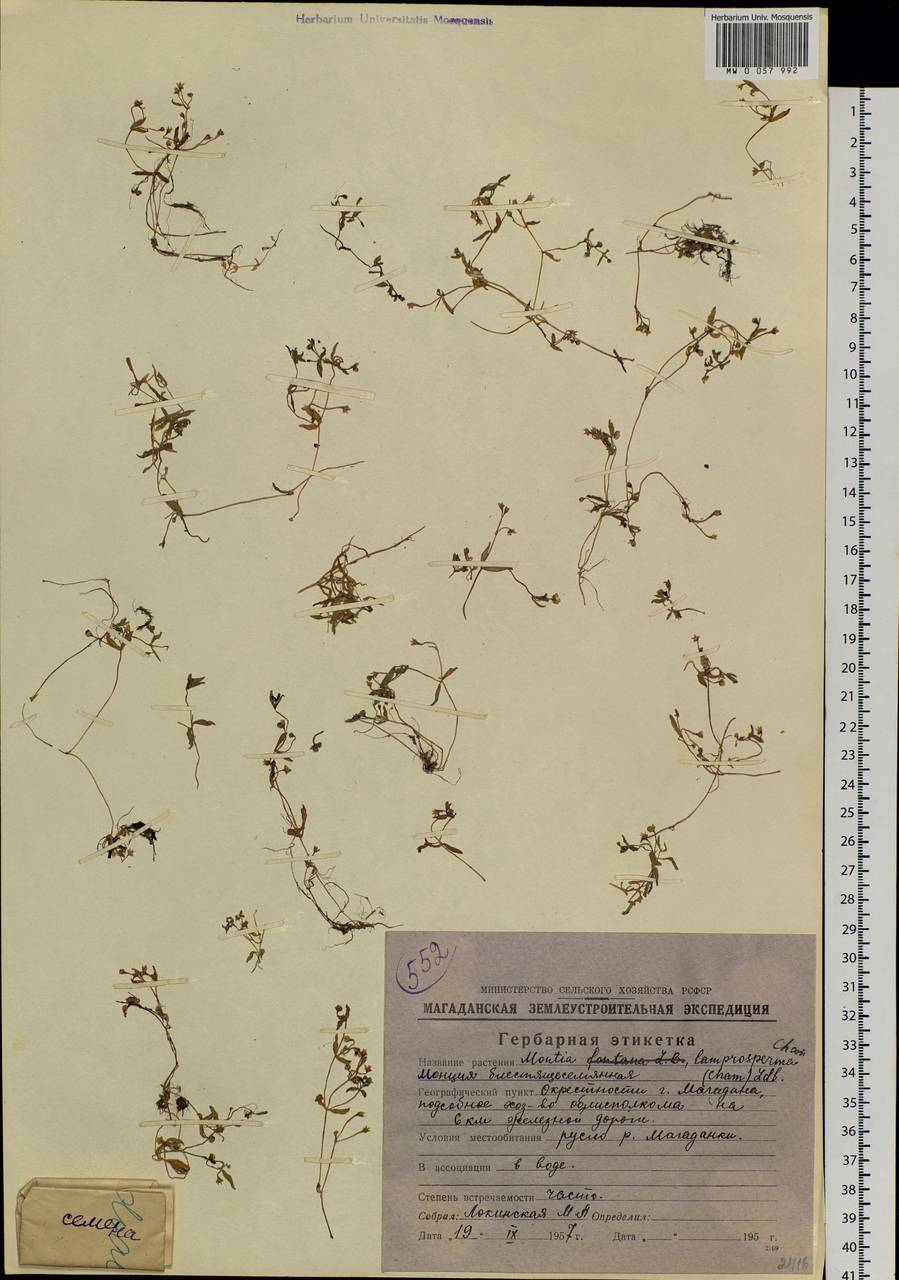 Montia fontana L., Siberia, Chukotka & Kamchatka (S7) (Russia)