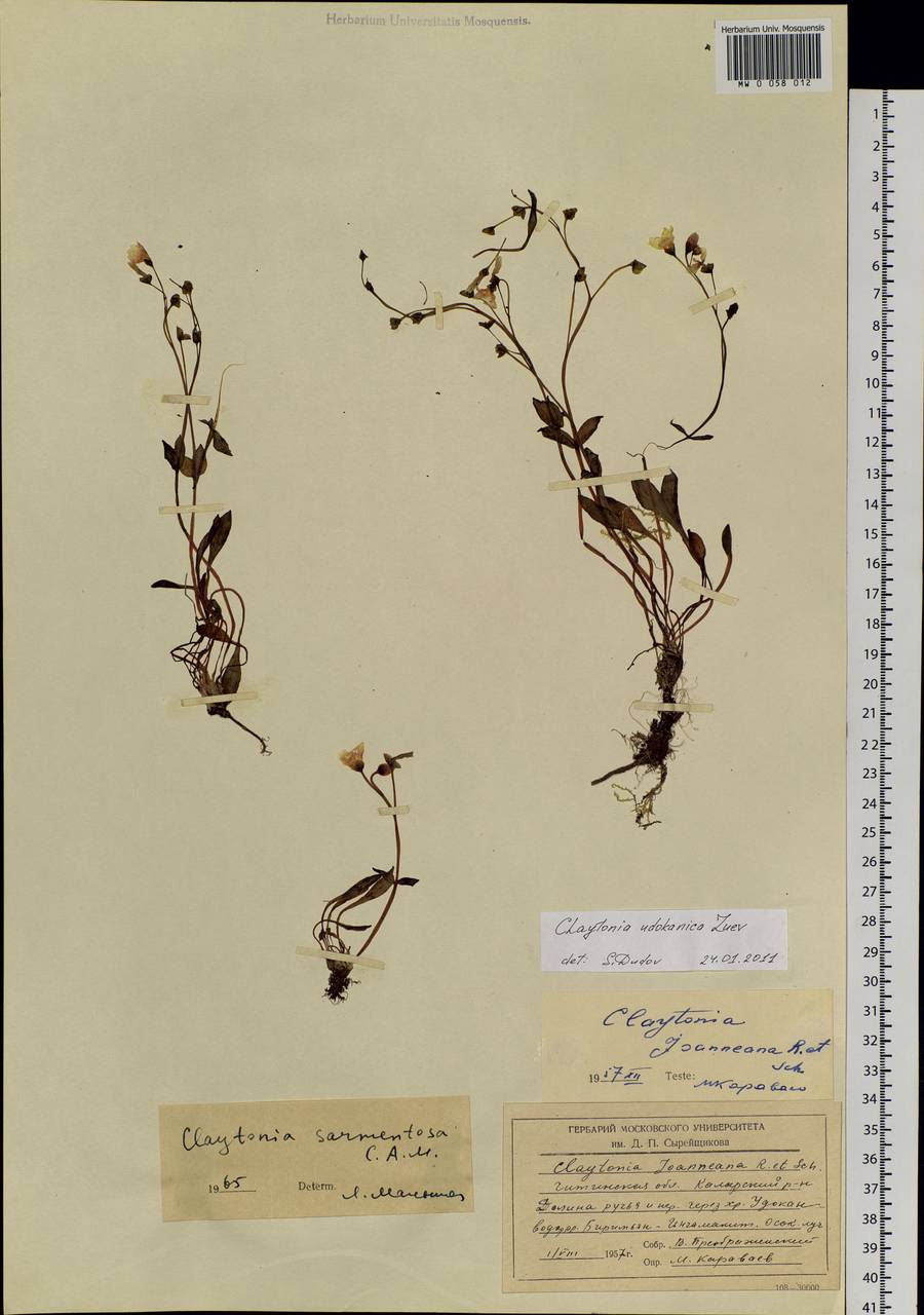 Claytonia udokanica V.V. Zuev, Siberia, Baikal & Transbaikal region (S4) (Russia)