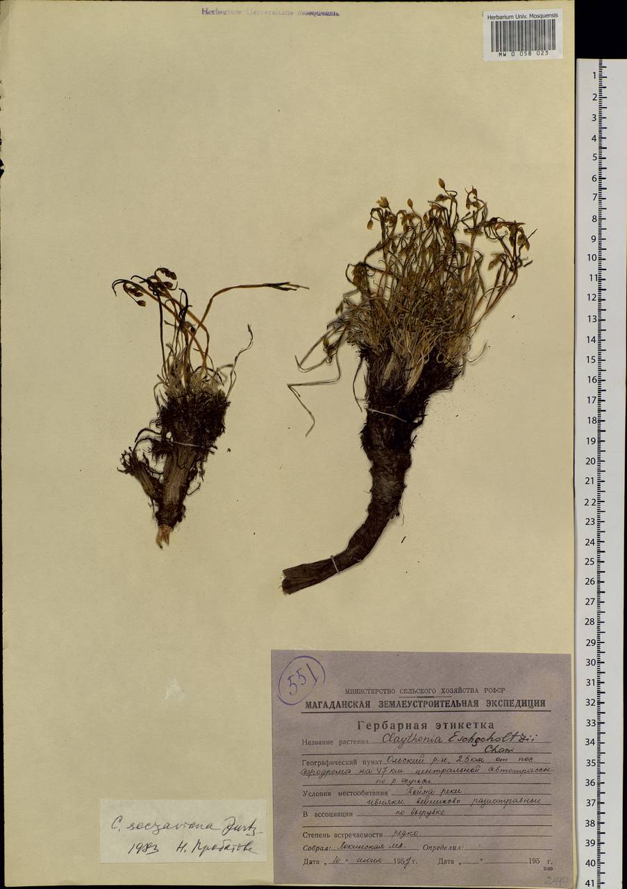 Claytonia acutifolia Pall. ex Willd., Siberia, Chukotka & Kamchatka (S7) (Russia)