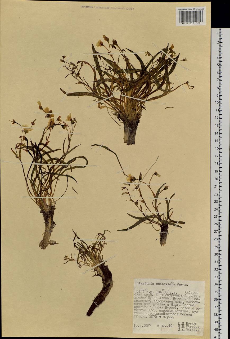 Claytonia acutifolia Pall. ex Willd., Siberia, Russian Far East (S6) (Russia)