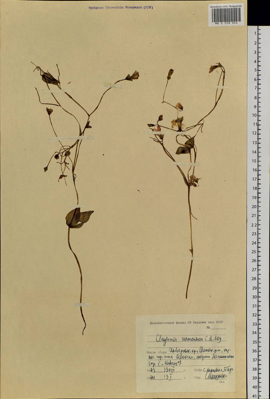 Claytonia sarmentosa C. A. Mey., Siberia, Russian Far East (S6) (Russia)