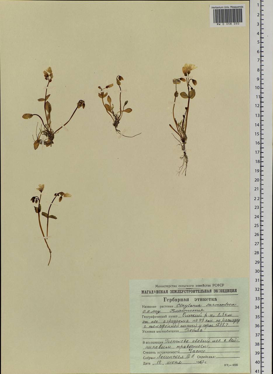 Claytonia sarmentosa C. A. Mey., Siberia, Chukotka & Kamchatka (S7) (Russia)