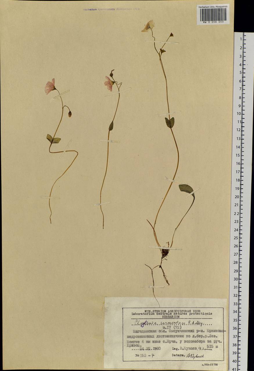 Claytonia sarmentosa C. A. Mey., Siberia, Chukotka & Kamchatka (S7) (Russia)