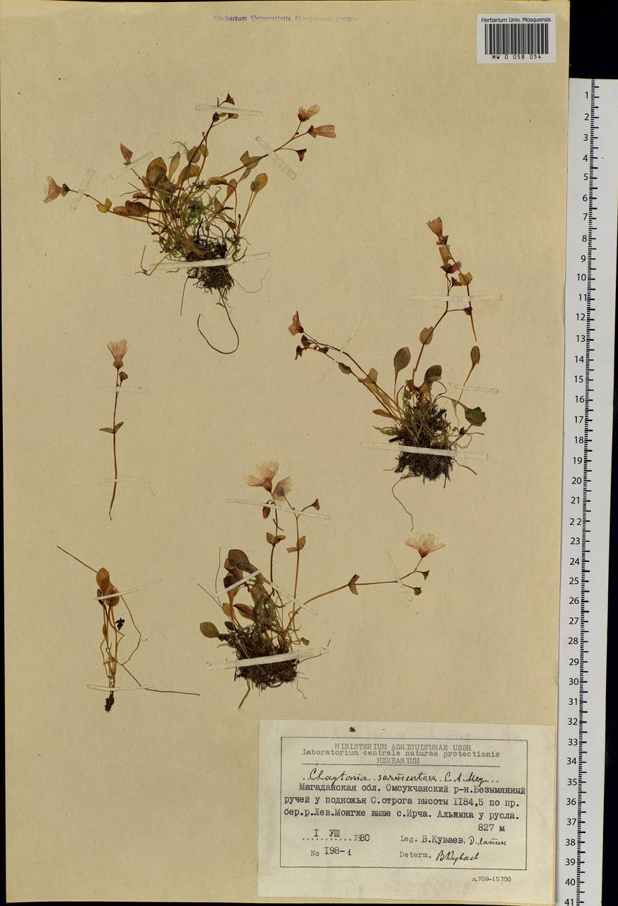 Claytonia sarmentosa C. A. Mey., Siberia, Chukotka & Kamchatka (S7) (Russia)
