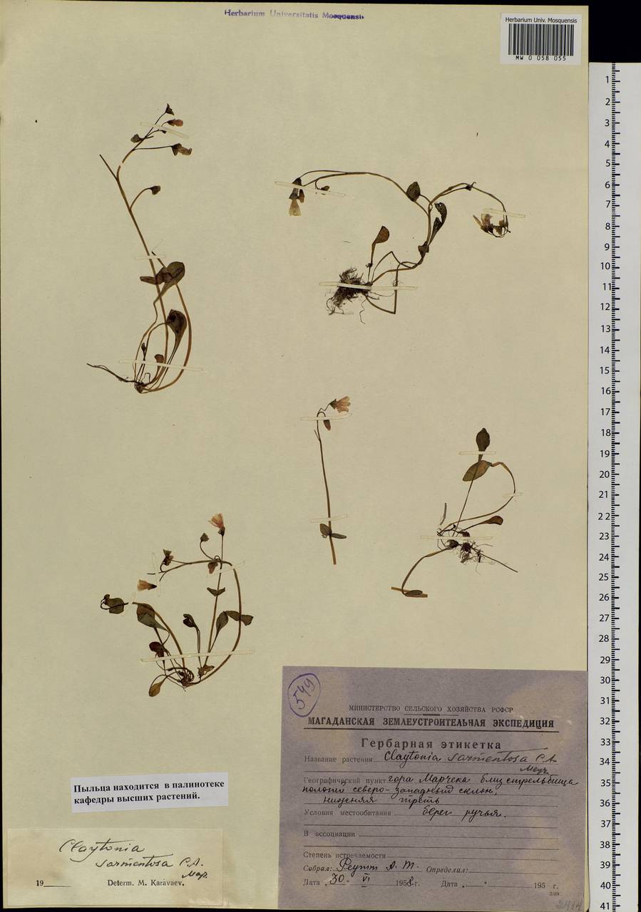 Claytonia sarmentosa C. A. Mey., Siberia, Chukotka & Kamchatka (S7) (Russia)