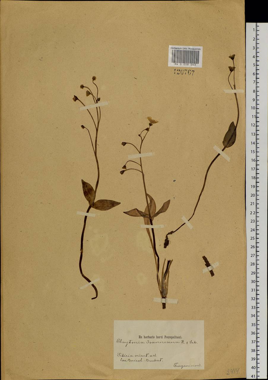 Claytonia joanneana Roem. & Schult., Siberia, Baikal & Transbaikal region (S4) (Russia)