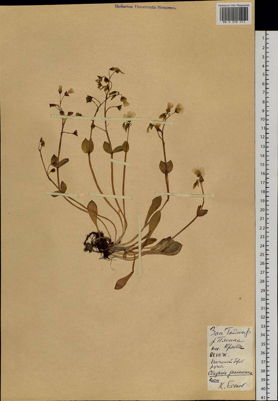 Claytonia joanneana Roem. & Schult., Siberia, Central Siberia (S3) (Russia)