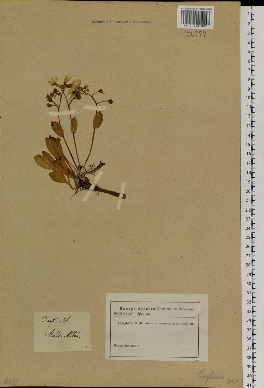 Claytonia joanneana Roem. & Schult., Siberia, Altai & Sayany Mountains (S2) (Russia)