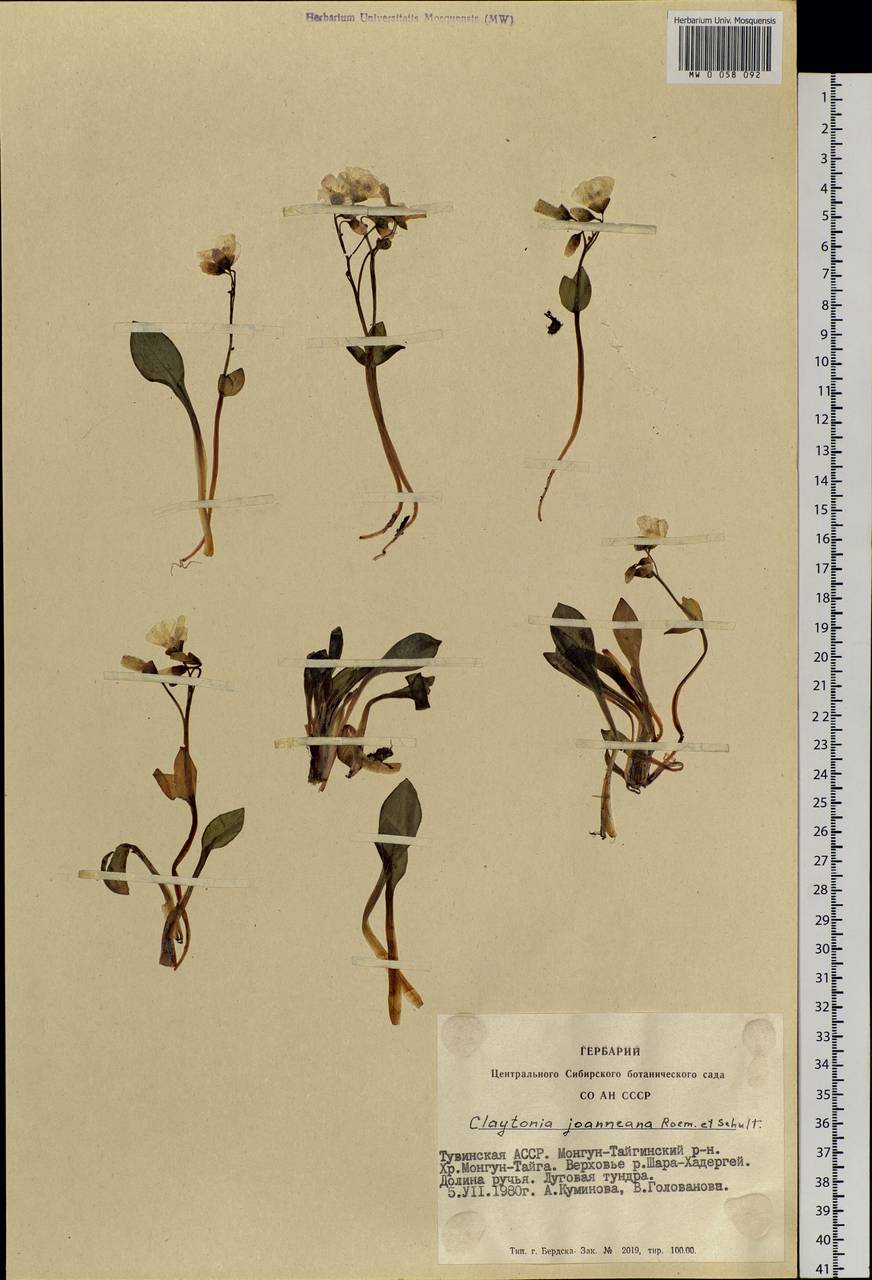 Claytonia joanneana Roem. & Schult., Siberia, Altai & Sayany Mountains (S2) (Russia)