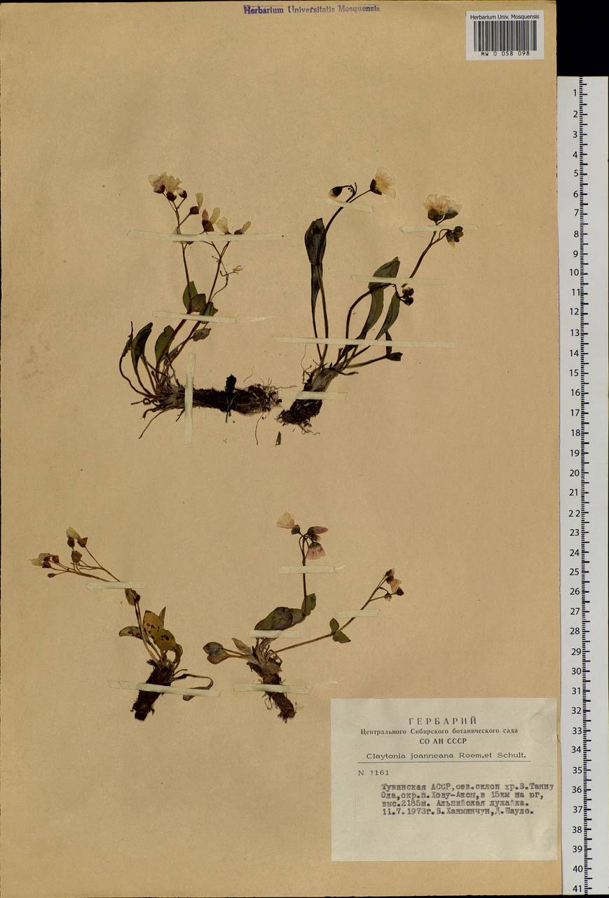 Claytonia joanneana Roem. & Schult., Siberia, Altai & Sayany Mountains (S2) (Russia)