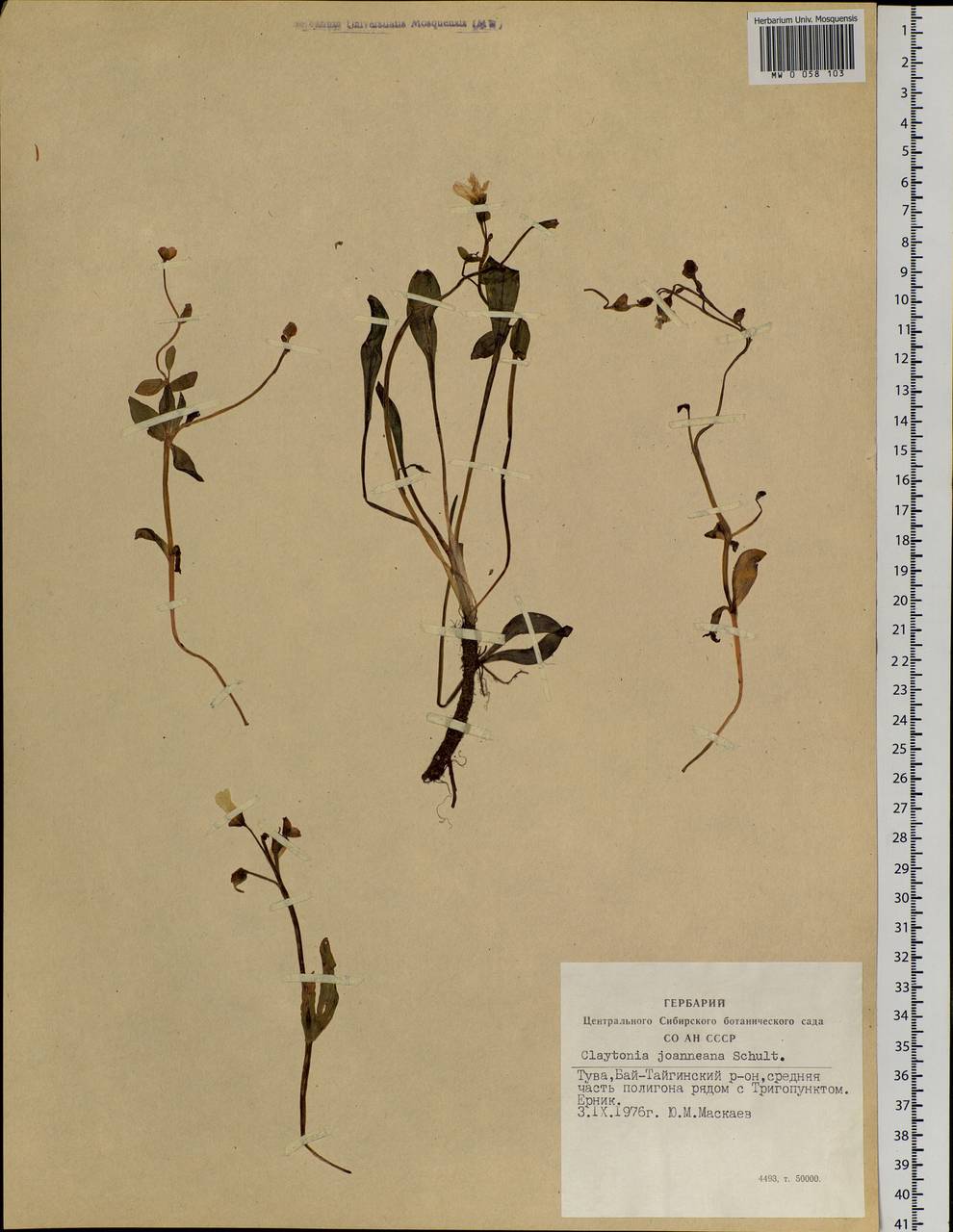 Claytonia joanneana Roem. & Schult., Siberia, Altai & Sayany Mountains (S2) (Russia)