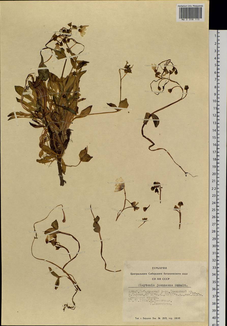 Claytonia joanneana Roem. & Schult., Siberia, Altai & Sayany Mountains (S2) (Russia)