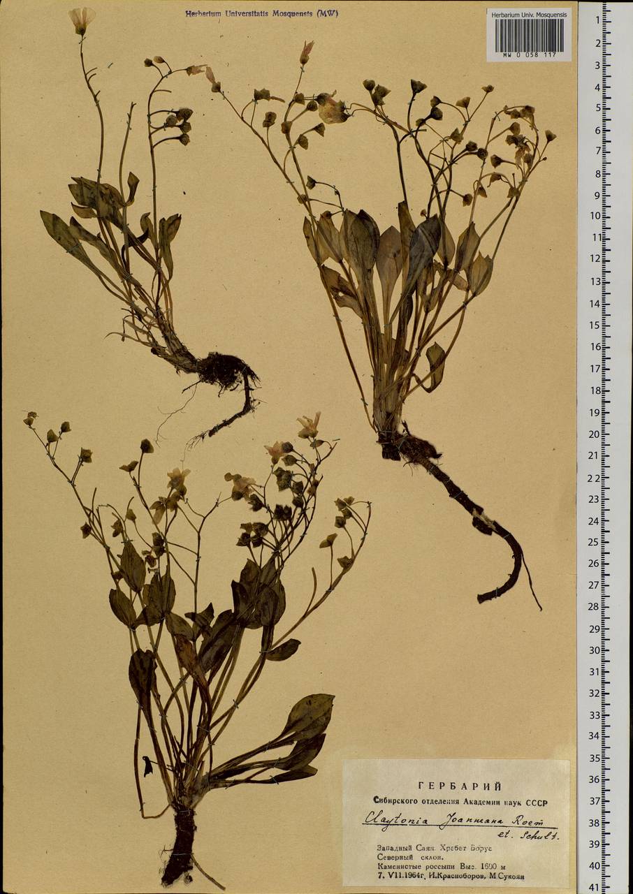 Claytonia joanneana Roem. & Schult., Siberia, Altai & Sayany Mountains (S2) (Russia)