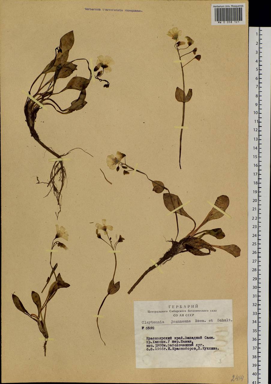 Claytonia joanneana Roem. & Schult., Siberia, Altai & Sayany Mountains (S2) (Russia)