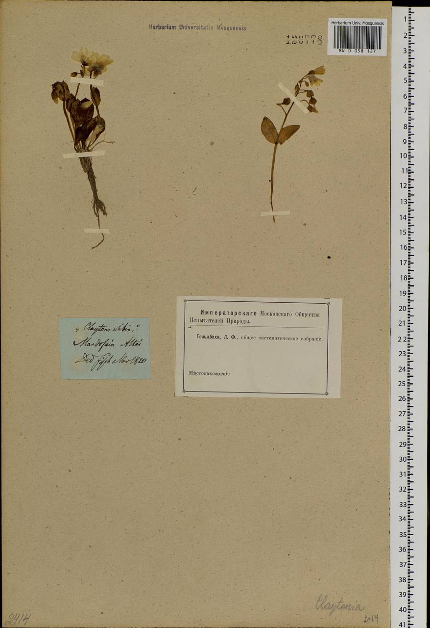 Claytonia joanneana Roem. & Schult., Siberia, Altai & Sayany Mountains (S2) (Russia)