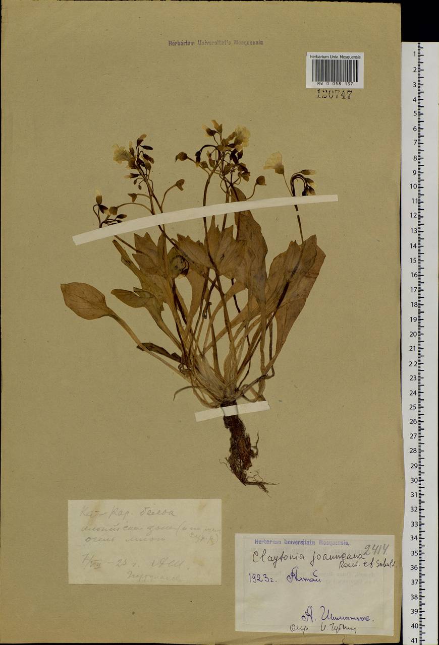Claytonia joanneana Roem. & Schult., Siberia, Western (Kazakhstan) Altai Mountains (S2a) (Kazakhstan)