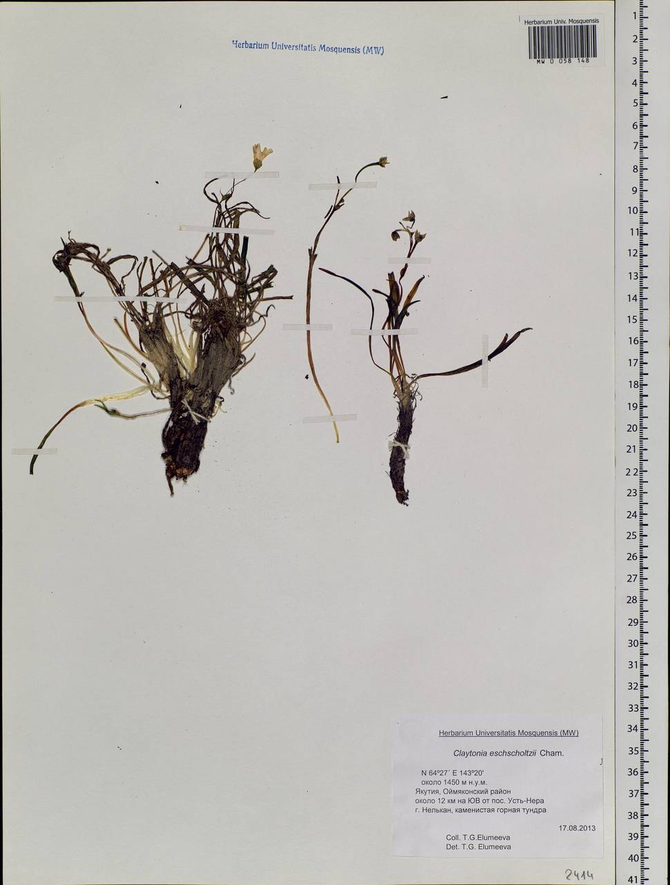 Claytonia acutifolia Pall. ex Willd., Siberia, Yakutia (S5) (Russia)