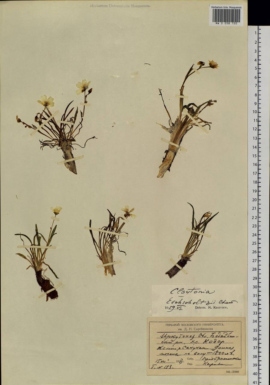 Claytonia acutifolia Pall. ex Willd., Siberia, Baikal & Transbaikal region (S4) (Russia)