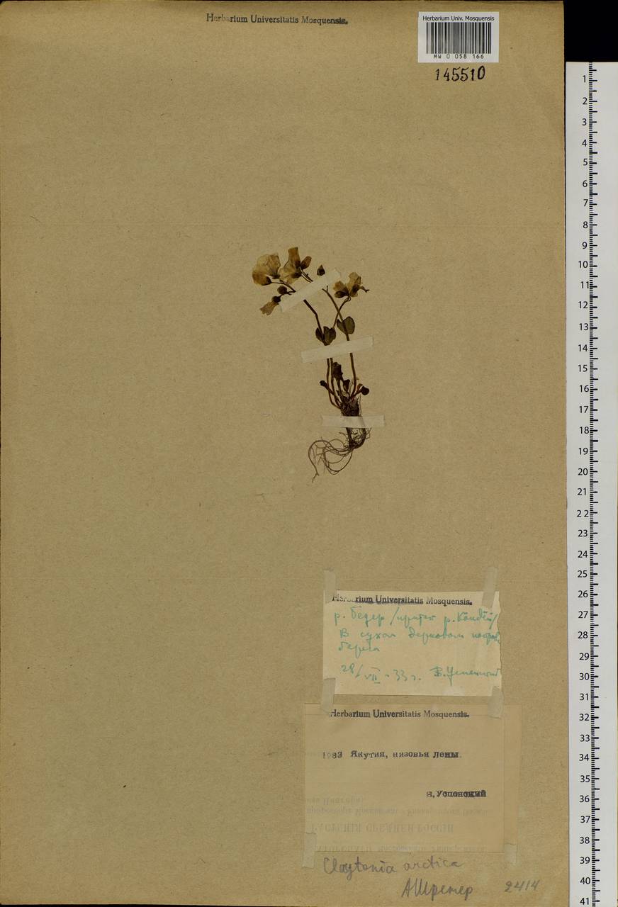 Claytonia arctica Adam, Siberia, Yakutia (S5) (Russia)
