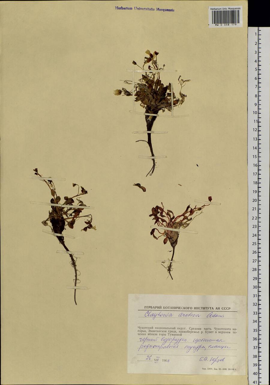 Claytonia arctica Adam, Siberia, Chukotka & Kamchatka (S7) (Russia)