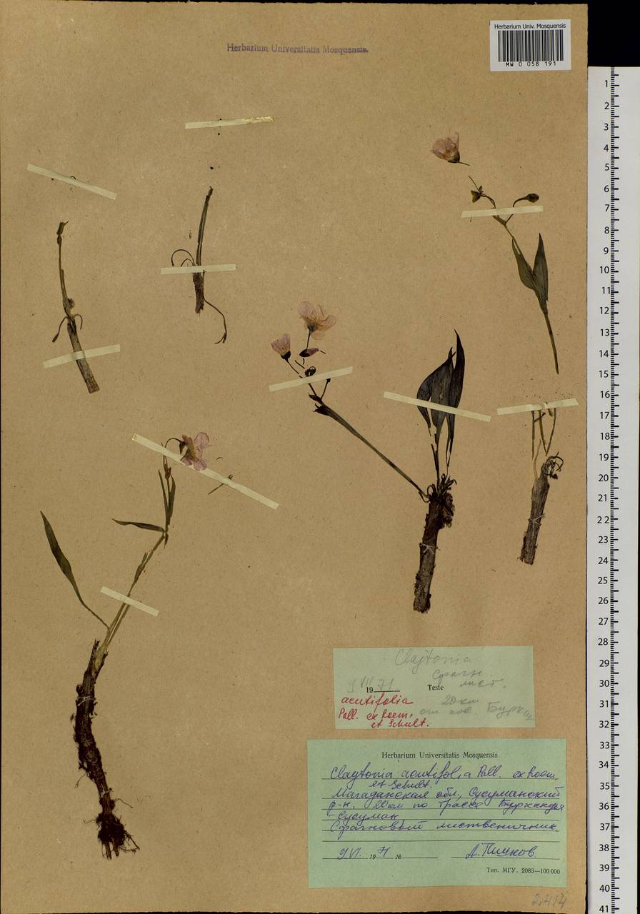 Claytonia acutifolia Pall. ex Willd., Siberia, Chukotka & Kamchatka (S7) (Russia)