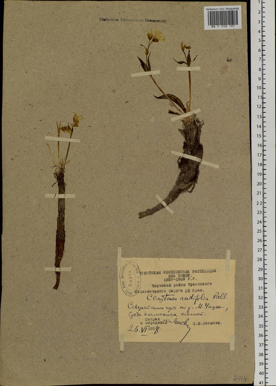 Claytonia acutifolia Pall. ex Willd., Siberia, Chukotka & Kamchatka (S7) (Russia)