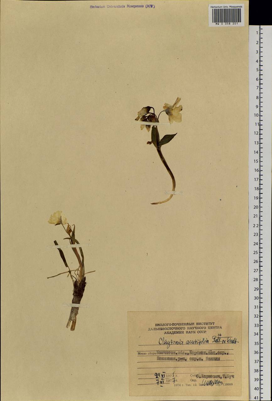 Claytonia acutifolia Pall. ex Willd., Siberia, Chukotka & Kamchatka (S7) (Russia)