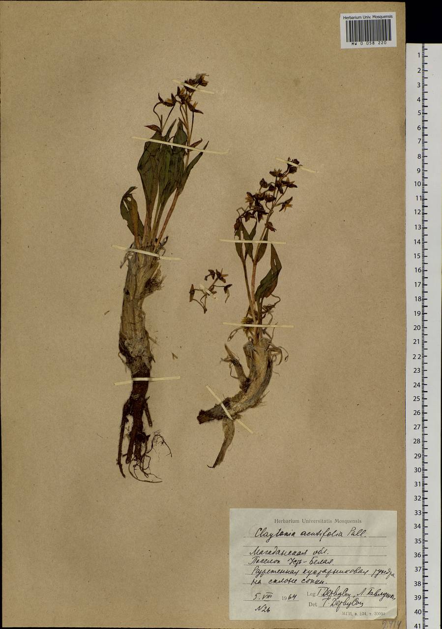 Claytonia acutifolia Pall. ex Willd., Siberia, Chukotka & Kamchatka (S7) (Russia)