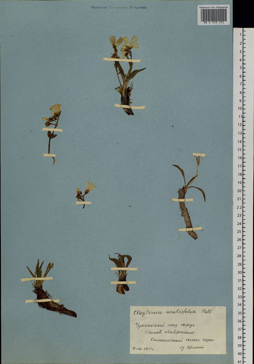Claytonia acutifolia Pall. ex Willd., Siberia, Chukotka & Kamchatka (S7) (Russia)