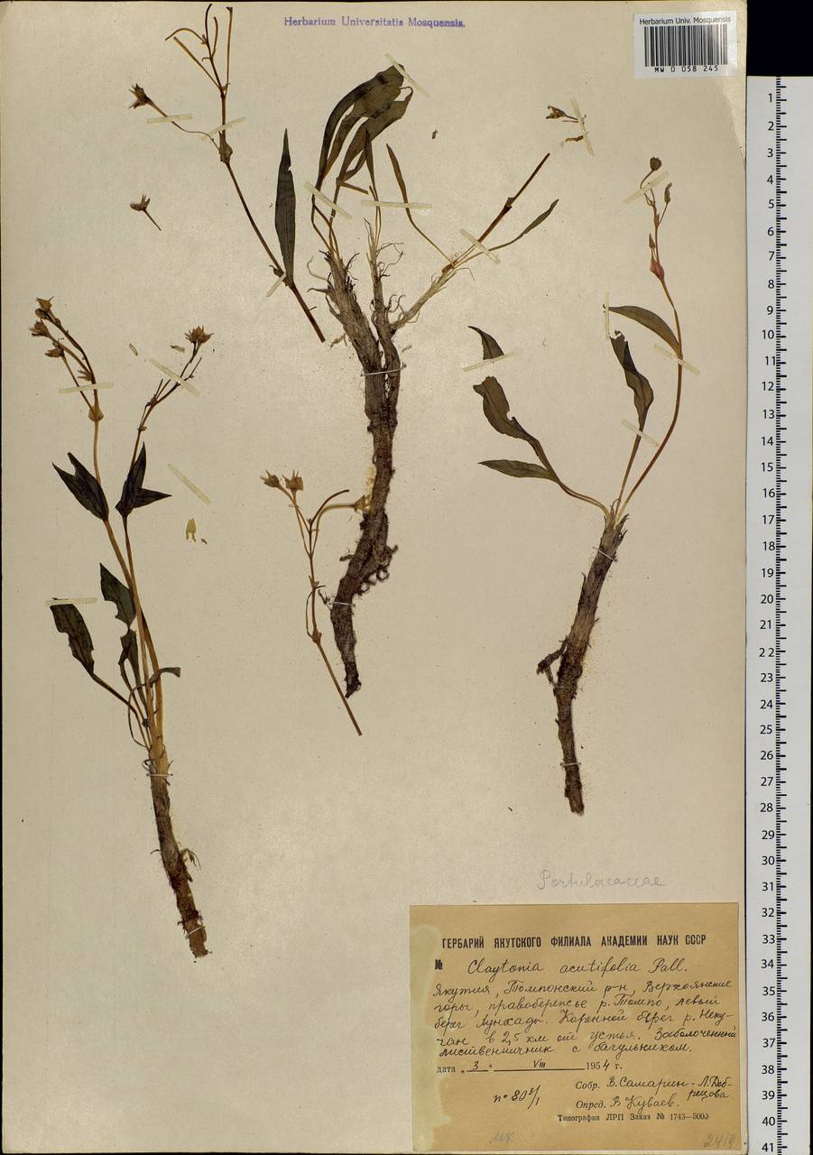 Claytonia acutifolia Pall. ex Willd., Siberia, Yakutia (S5) (Russia)