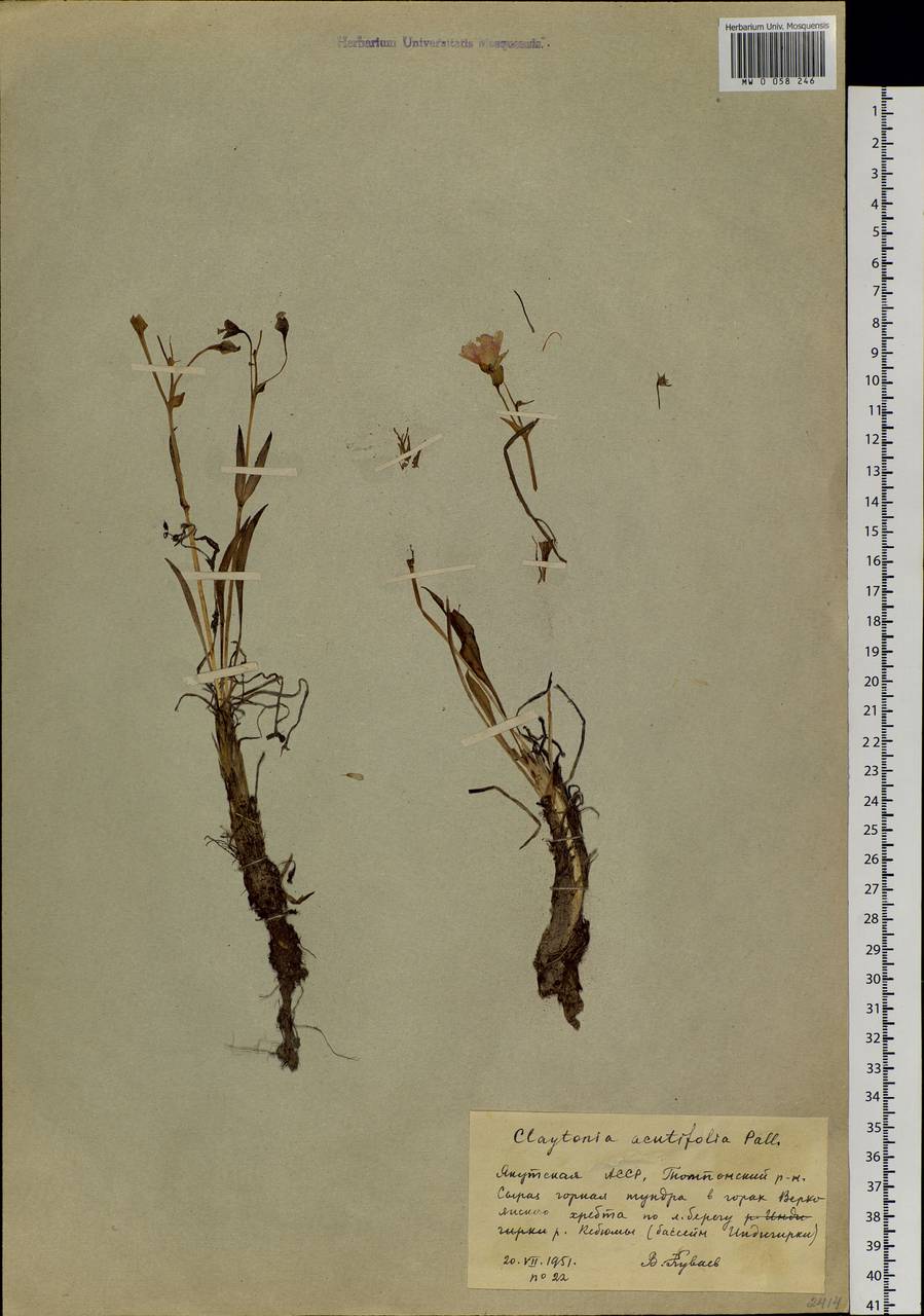Claytonia acutifolia Pall. ex Willd., Siberia, Yakutia (S5) (Russia)