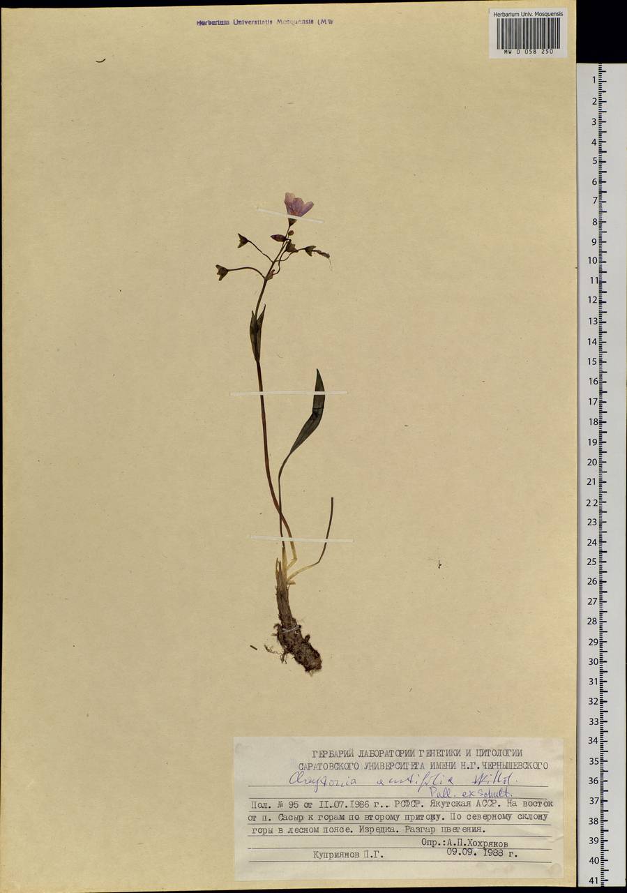 Claytonia acutifolia Pall. ex Willd., Siberia, Yakutia (S5) (Russia)