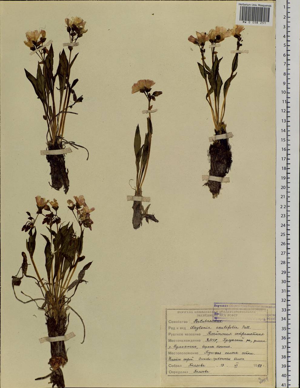 Claytonia acutifolia Pall. ex Willd., Siberia, Yakutia (S5) (Russia)