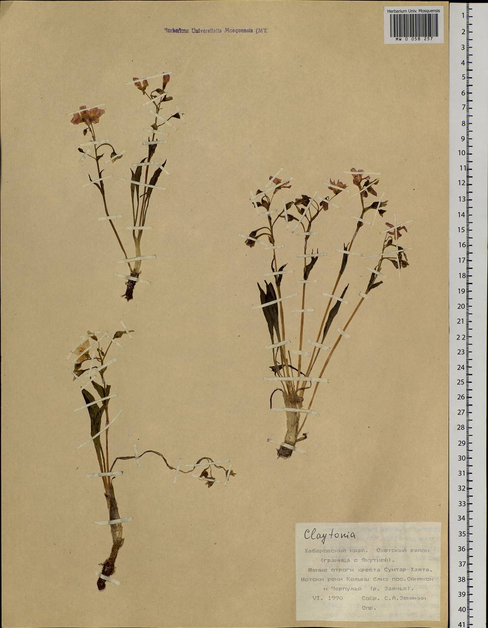 Claytonia, Siberia, Russian Far East (S6) (Russia)