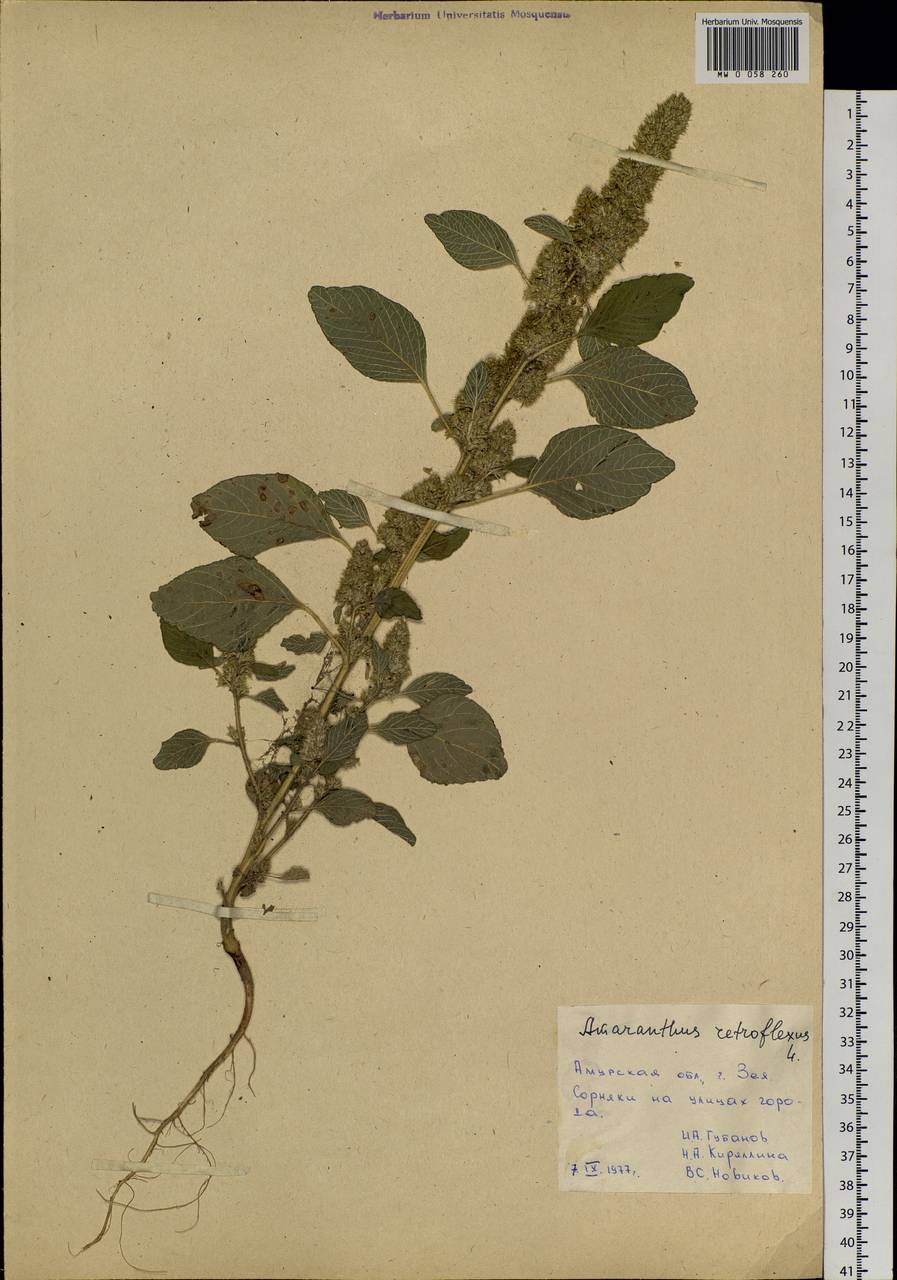 Amaranthus retroflexus L., Siberia, Russian Far East (S6) (Russia)