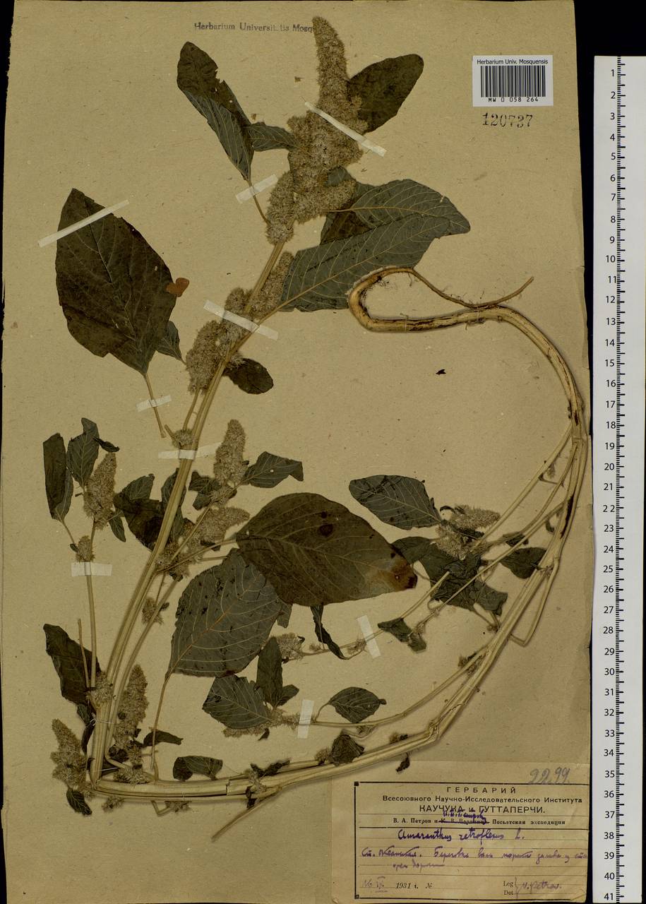 Amaranthus retroflexus L., Siberia, Russian Far East (S6) (Russia)