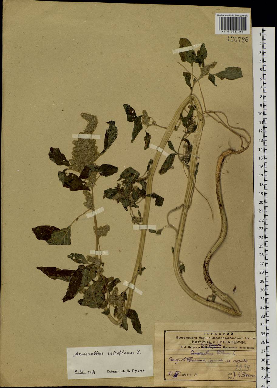 Amaranthus retroflexus L., Siberia, Russian Far East (S6) (Russia)