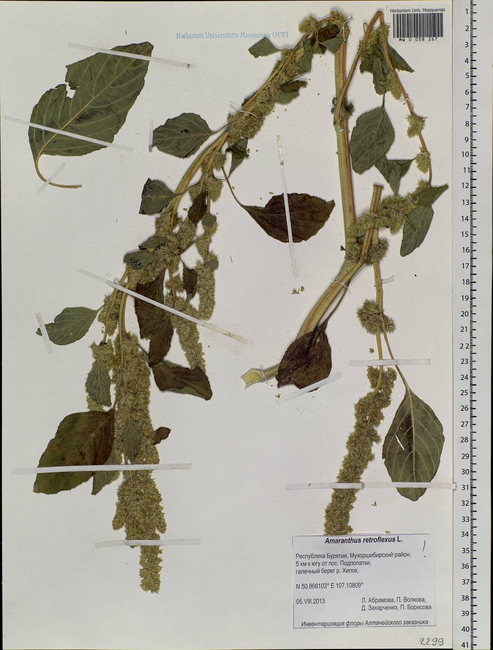 Amaranthus retroflexus L., Siberia, Baikal & Transbaikal region (S4) (Russia)