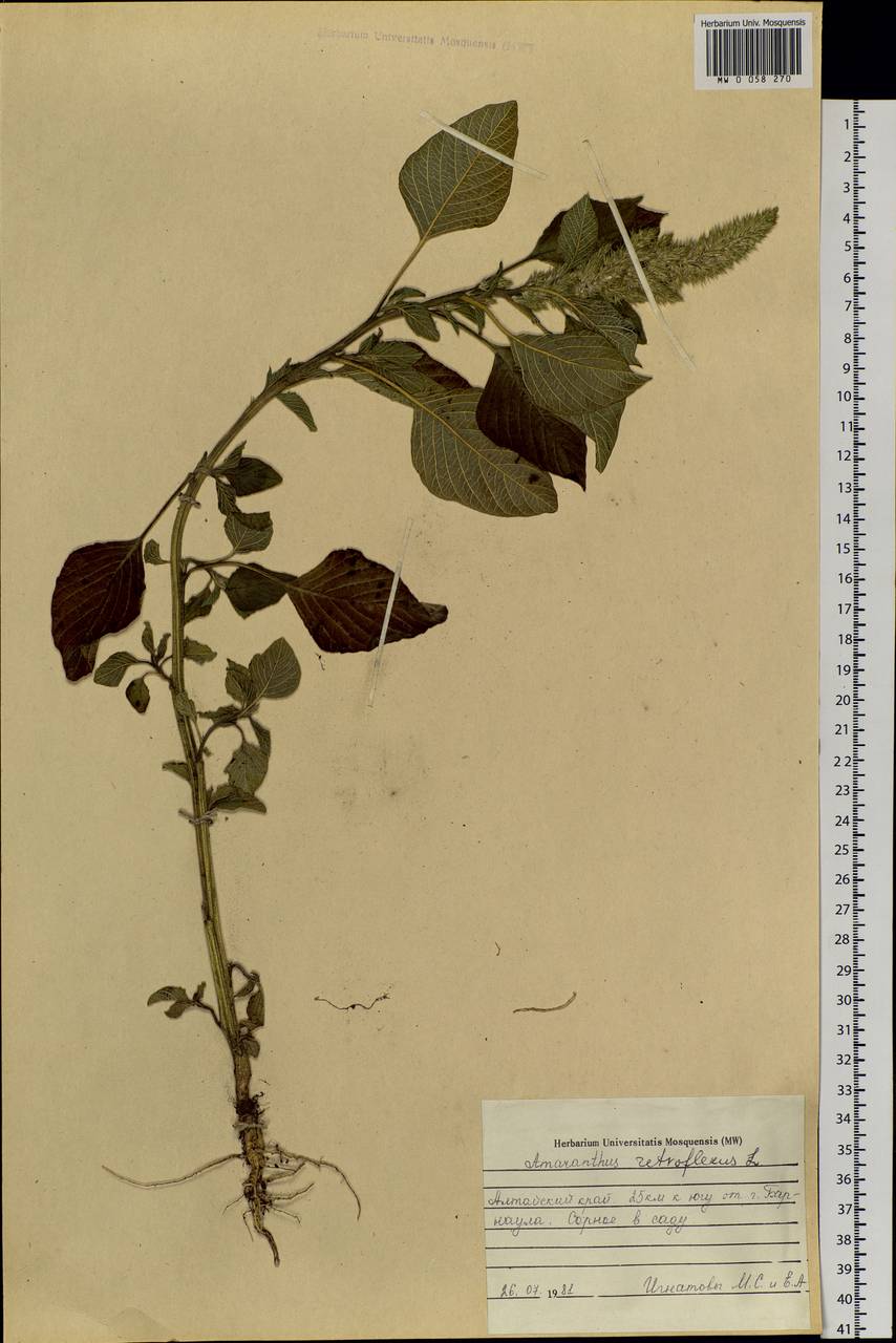 Amaranthus retroflexus L., Siberia, Altai & Sayany Mountains (S2) (Russia)