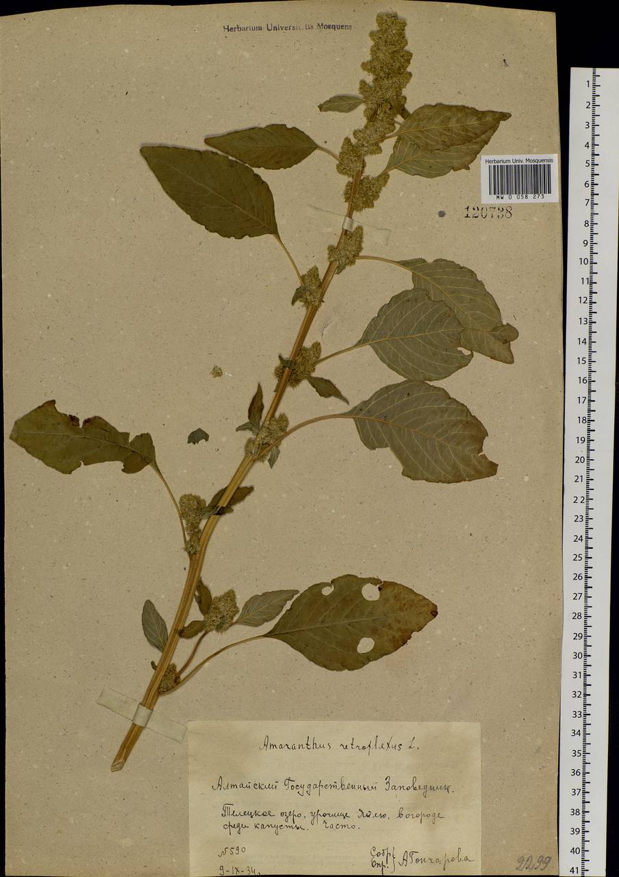 Amaranthus retroflexus L., Siberia, Altai & Sayany Mountains (S2) (Russia)