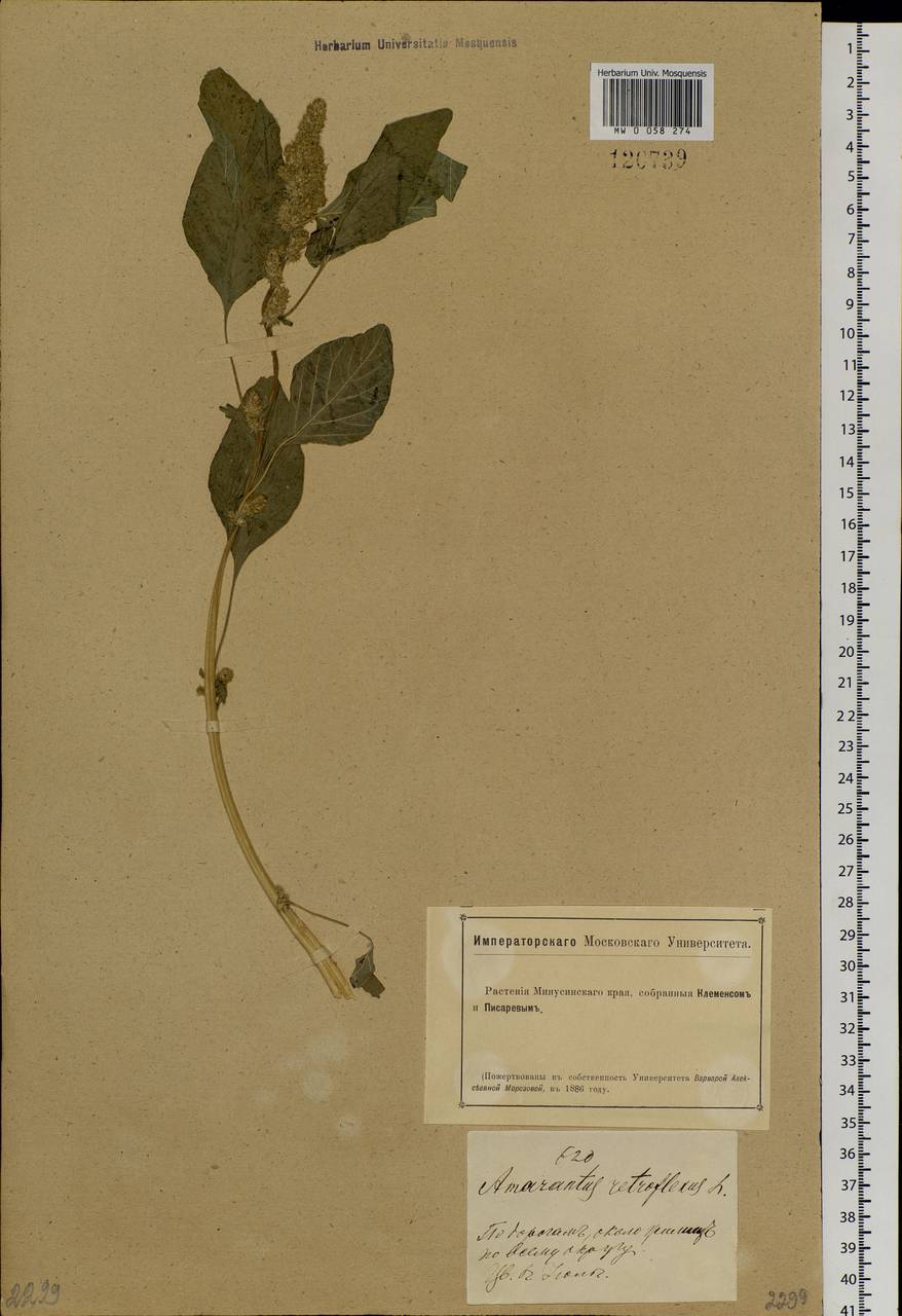 Amaranthus retroflexus L., Siberia, Altai & Sayany Mountains (S2) (Russia)