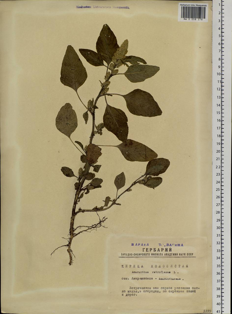Amaranthus retroflexus L., Siberia, Western Siberia (S1) (Russia)