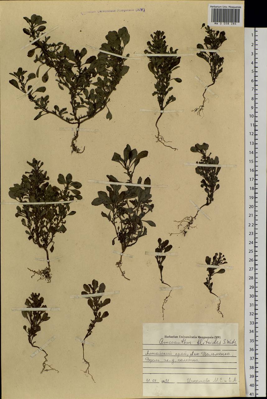 Amaranthus blitoides S. Watson, Siberia, Altai & Sayany Mountains (S2) (Russia)