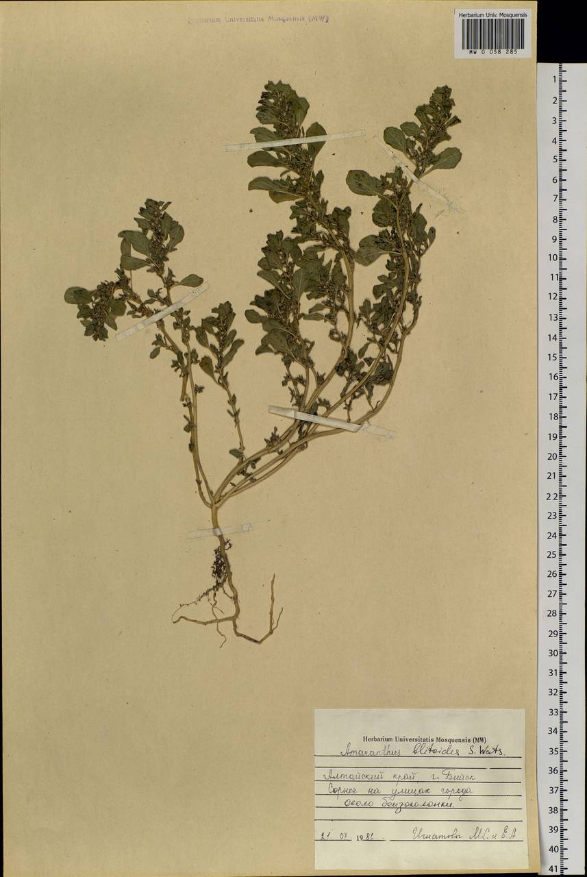 Amaranthus blitoides S. Watson, Siberia, Altai & Sayany Mountains (S2) (Russia)