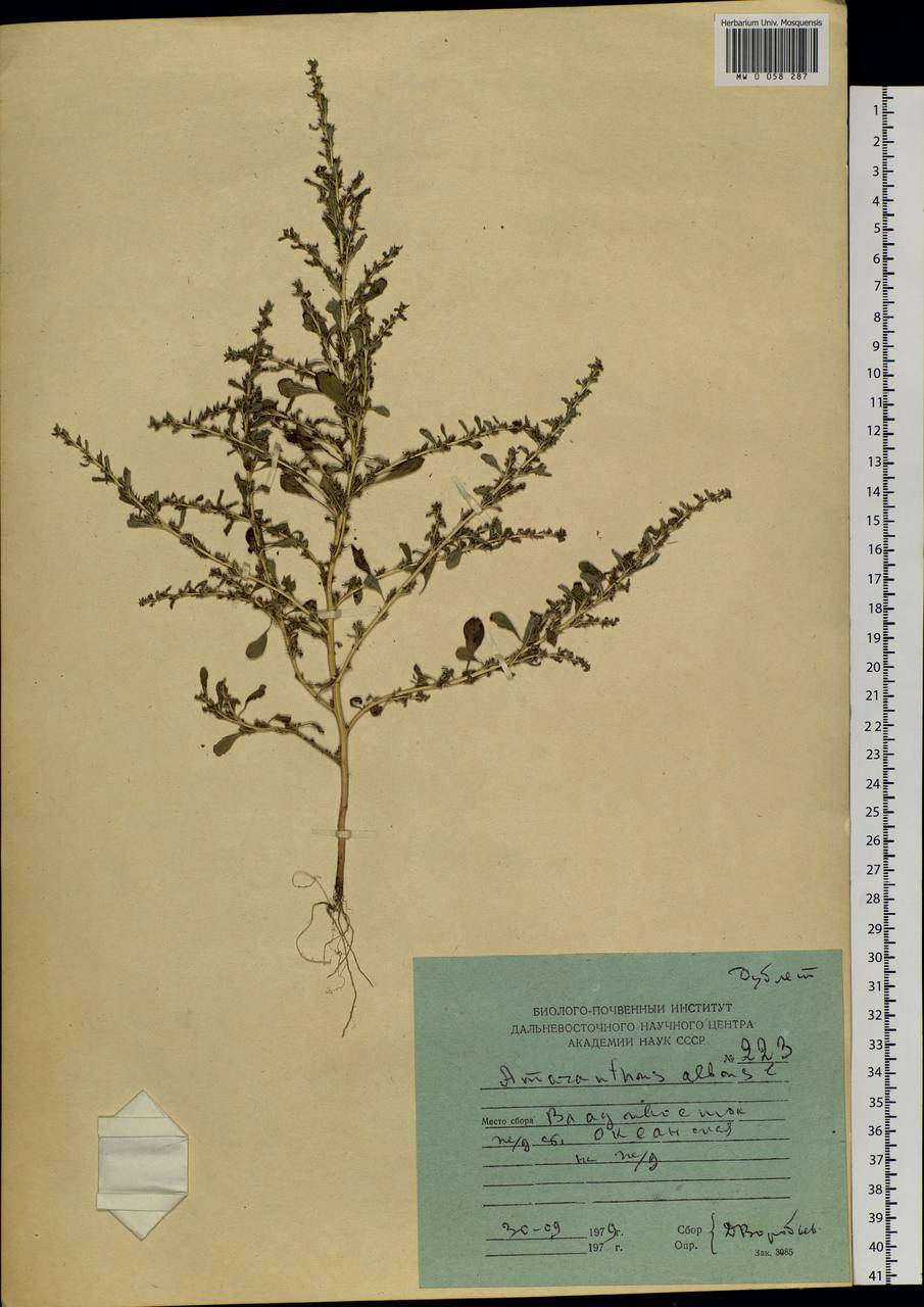 Amaranthus albus L., Siberia, Russian Far East (S6) (Russia)